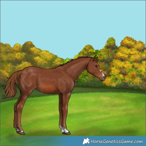 Horse Color:Chestnut 