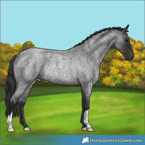 Horse Color:Brown Roan Rabicano 