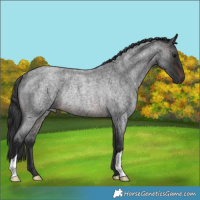 Horse Color:Brown Roan Rabicano