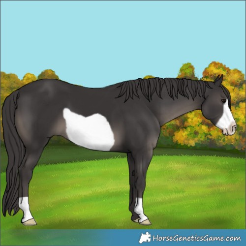 Horse Color:Smoky Black Frame 