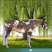 Horse Color:White Spotted Silver Brown Tobiano Appaloosa 