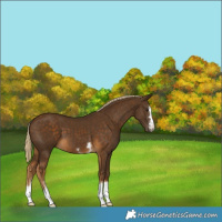 Horse Color:Chocolate Palomino 