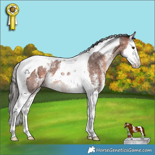 Horse Color:Bay Sabino Splash Tobiano Appaloosa 