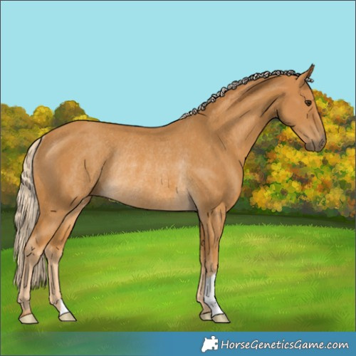 Horse Color:Palomino Rabicano