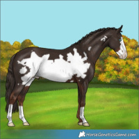 Horse Color:Liver Chestnut Frame
