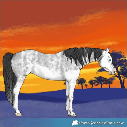 Horse Color:Blue Roan Sabino Splash 