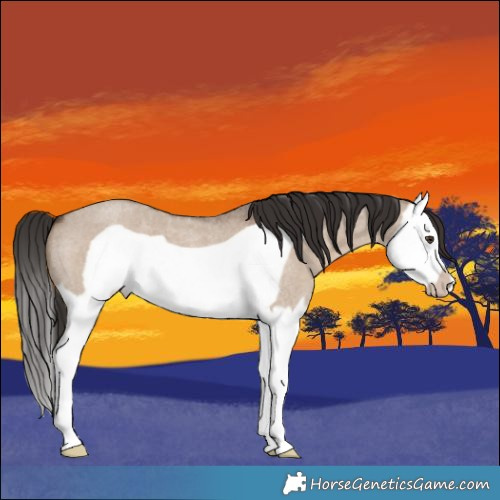 Horse Color:Liver Red Dun Roan Splash Frame 