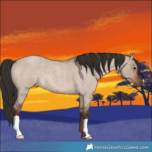 Horse Color:Liver Red Dun Roan 