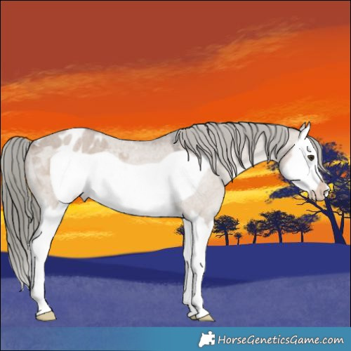 Horse Color:Liver Red Dun Roan Mushroom Splash Frame Appaloosa 