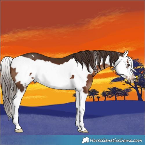 Horse Color:Liver Chestnut Splash Frame 