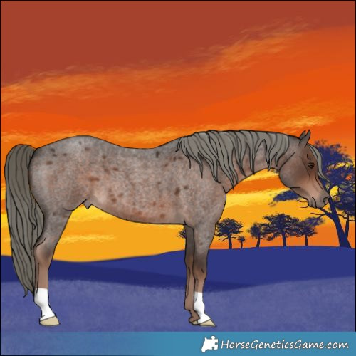 Horse Color:Liver Red Roan Mushroom 