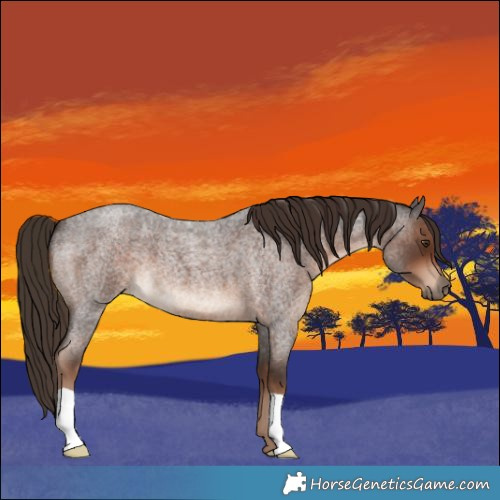 Horse Color:Liver Red Roan 