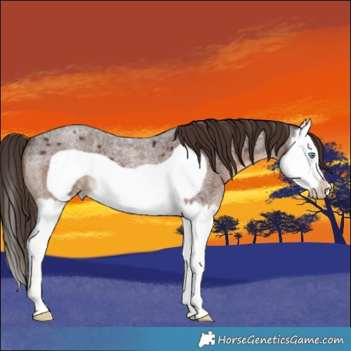 Horse Color:Liver Red Roan Splash Frame 
