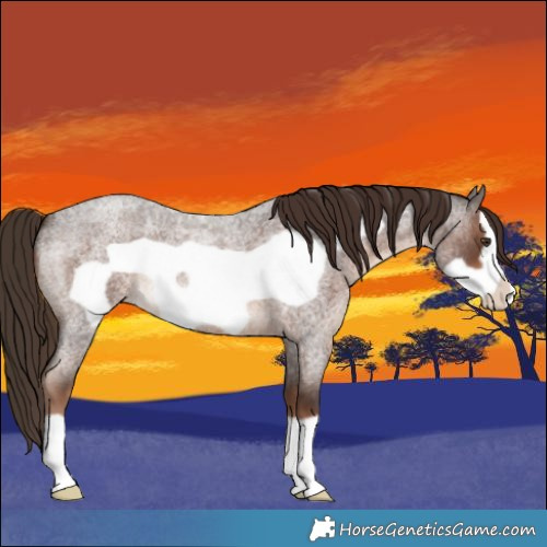 Horse Color:Liver Red Roan Frame 