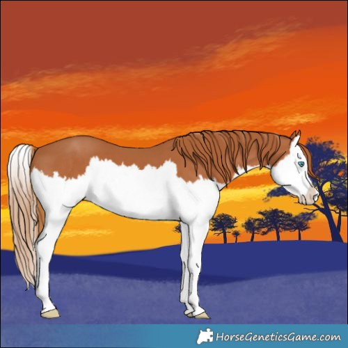 Horse Color:Chestnut Splash 
