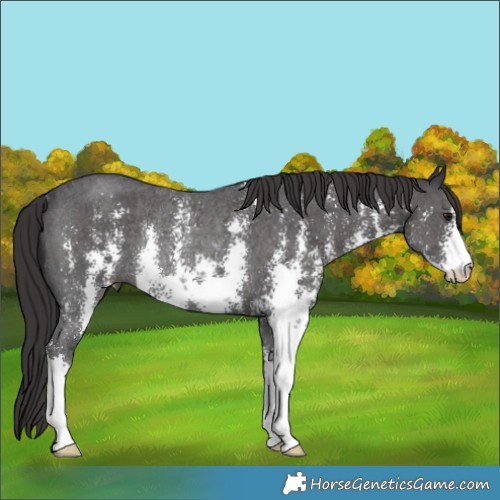 Horse Color:Smoky Black Sabino Rabicano