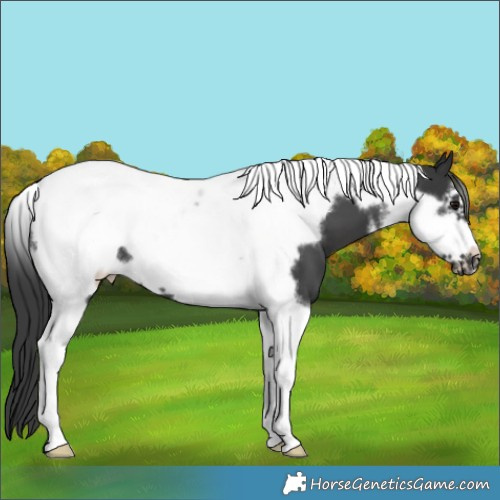 Horse Color:White Spotted Black Tobiano Frame