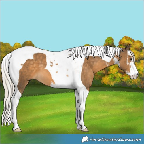 Horse Color:White Spotted Chocolate Palomino Tobiano 