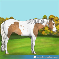 Horse Color:White Spotted Chocolate Palomino Tobiano 