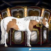 Horse Color:White Spotted Chocolate Palomino Tobiano 
