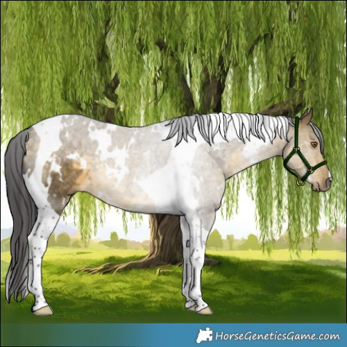 Horse Color:White Spotted Buckskin Dun Tobiano Rabicano 