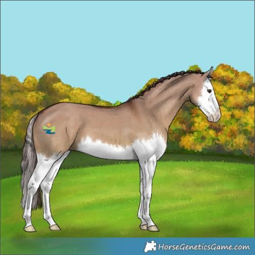 Horse Color:Liver Red Dun Splash 