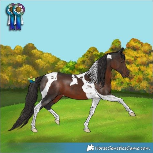 Horse Color:Liver Chestnut Tobiano 