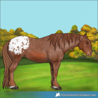 Horse Color:Chestnut Appaloosa 