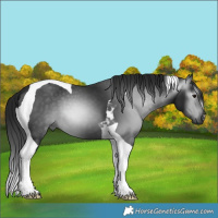 Horse Color:Gray Smoky Black Tobiano 