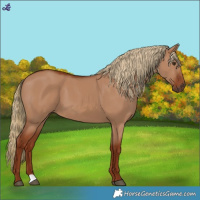 Horse Color:Red Dun 