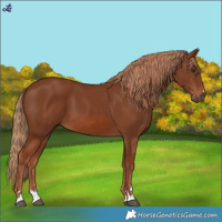 Horse Color:Chestnut 
