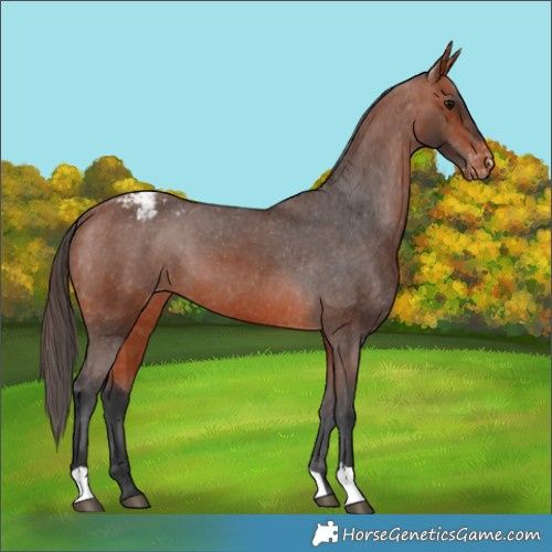 Horse Color:Bay Appaloosa 