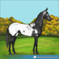 Horse Color:Gray Black Appaloosa