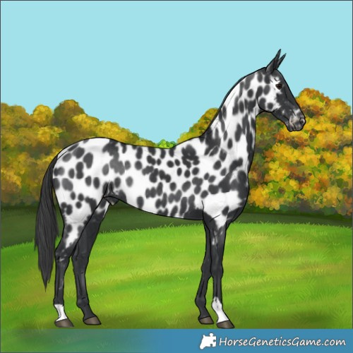 Horse Color:Black Appaloosa Rabicano 