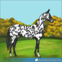 Horse Color:Black Near Leopard Rabicano 