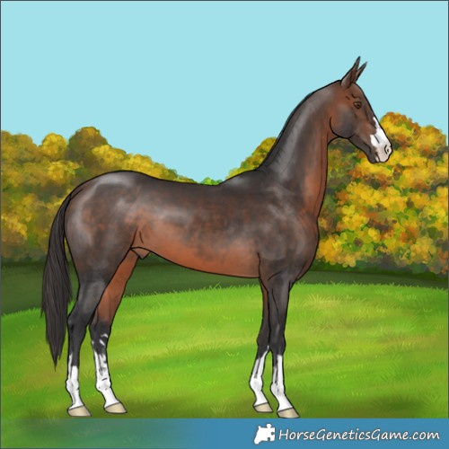 Horse Color:Brown 