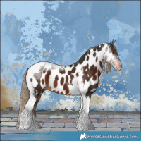 Horse Color:Liver Chestnut Tobiano Appaloosa 