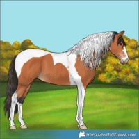 Horse Color:Bay Tobiano 