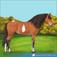 Horse Color:Bay Tobiano 