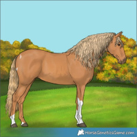 Horse Color:Chestnut Tobiano