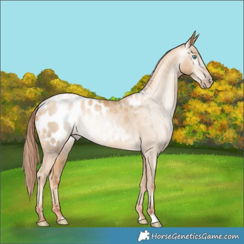Horse Color:Gray Classic Cream Champagne Pearl Appaloosa Rabicano 