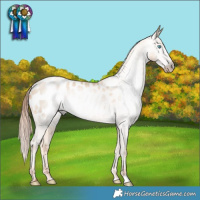Horse Color:Gray Classic Cream Champagne Pearl Blanket Rabicano 