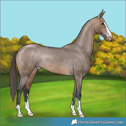 Horse Color:Bay Dun Appaloosa Rabicano 