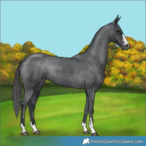 Horse Color:Black Appaloosa Rabicano 