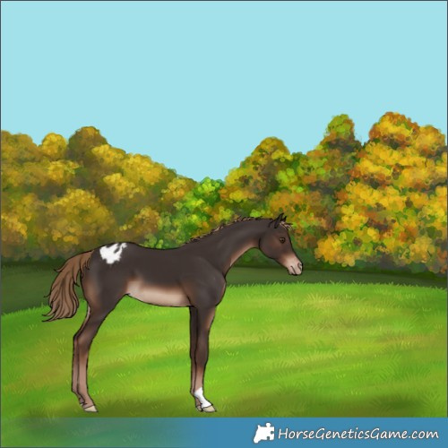 Horse Color:Liver Chestnut Appaloosa 