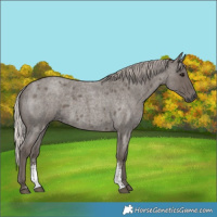 Horse Color:Silver Blue Roan Sabino