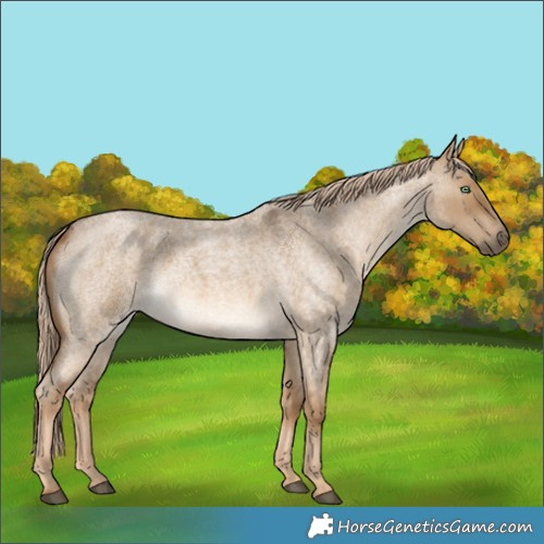 Horse Color:Chocolate Palomino Roan Dun