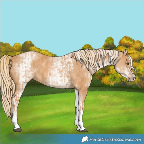 Horse Color:White Spotted Red Dun Rabicano and White Spotted Chestnut Rabicano