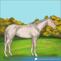 Horse Color:Cremello Roan