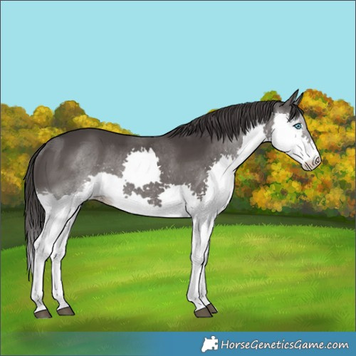 Horse Color:White Spotted Smoky Black Splash Rabicano 